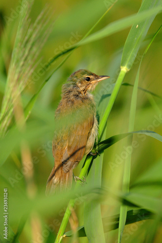 Single adult Marsh Warbler bird on a reed stem in the Biebrza river wetlands in Poland in early spring nesting period