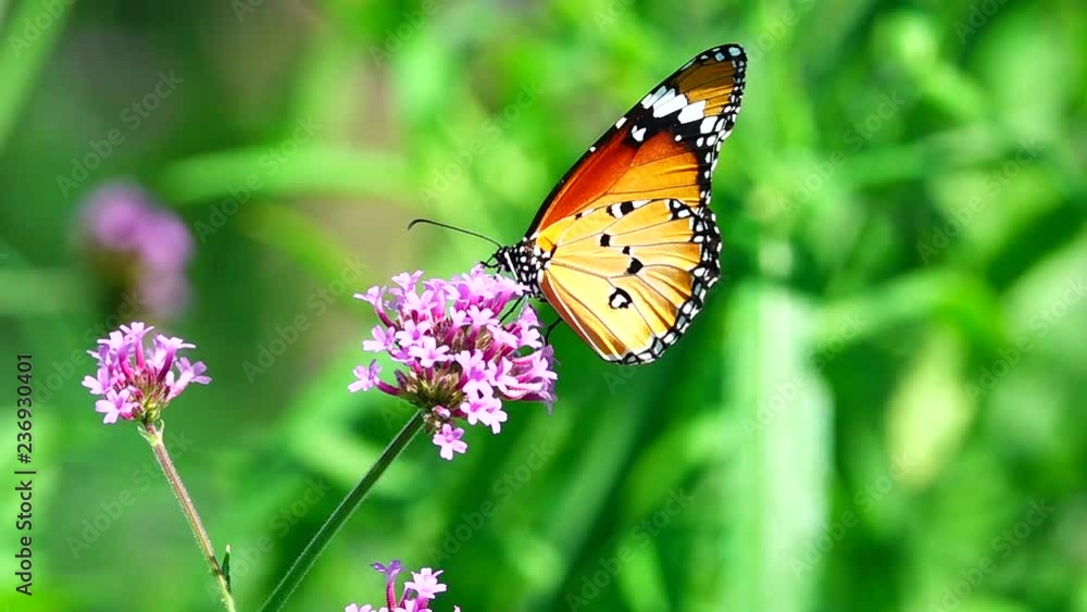 HD 1080p super slow Thai butterfly in pasture flowers Insect outdoor nature HD 1080p super slow Thai butterfly in pasture flowers Insect outdoor nature
