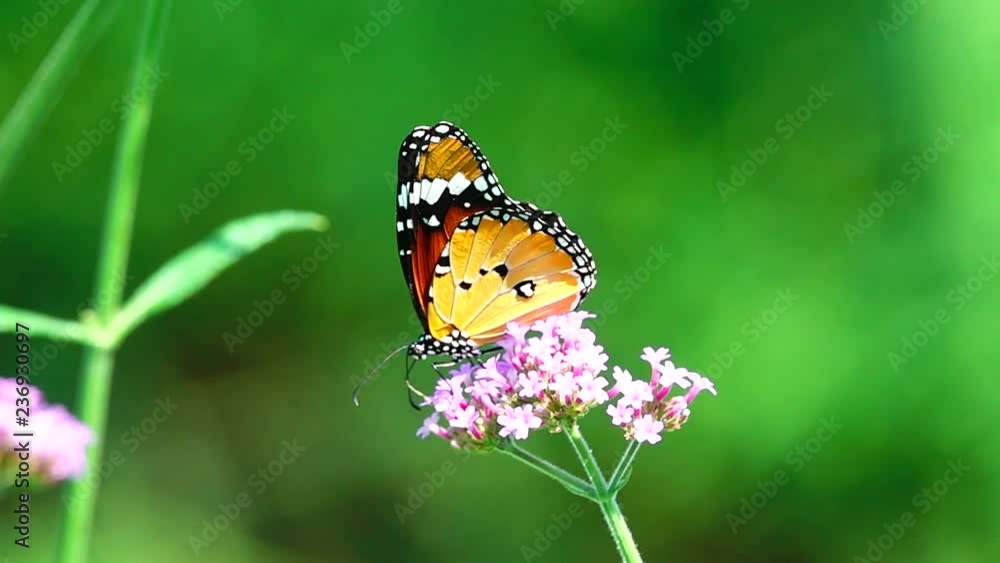 HD 1080p super slow Thai butterfly in pasture flowers Insect outdoor nature HD 1080p super slow Thai butterfly in pasture flowers Insect outdoor nature