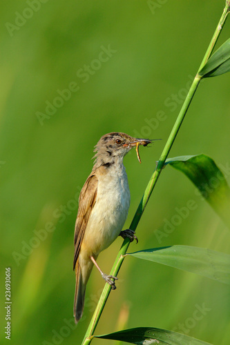 Single adult Eurasian Reed Warbler bird with a hunted insect on a reed stem in the Biebrza river wetlands in Poland in early spring nesting period photo