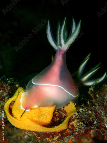 The beauty of underwater world in Sabah, Borneo. photo