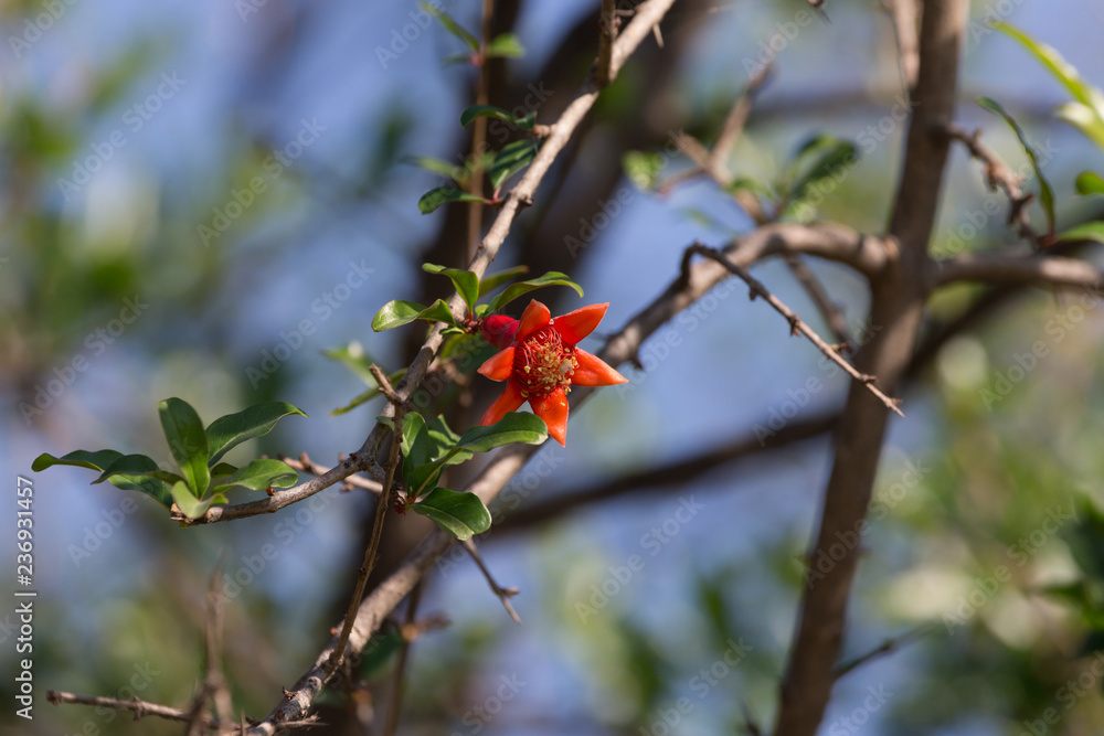 Pomegranate flower on a bush with green leaves in nature. Blurred background Pomegranate flower on a bush with green leaves in nature. Blurred background