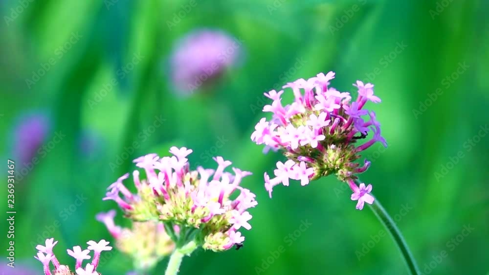 HD 1080p super slow Thai butterfly in pasture flowers Insect outdoor nature HD 1080p super slow Thai butterfly in pasture flowers Insect outdoor nature