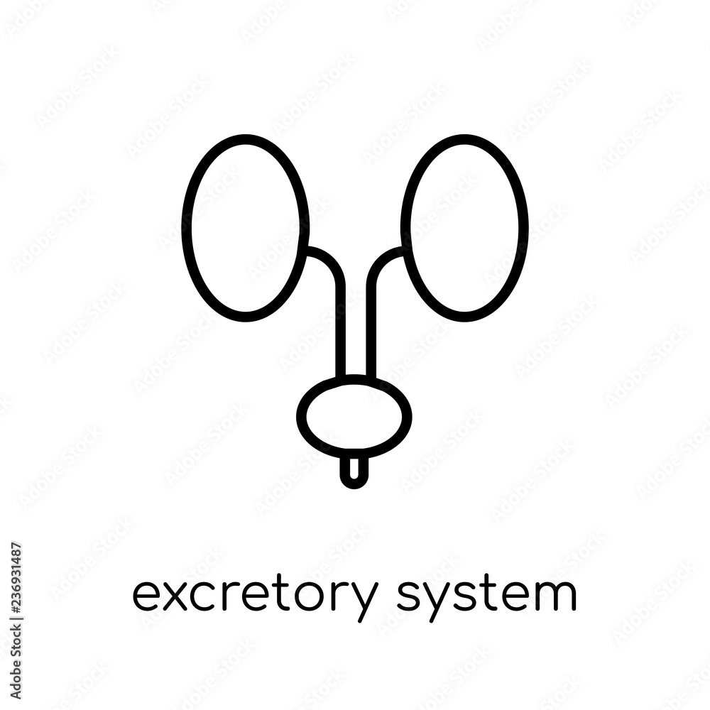 Excretory system icon. Trendy modern flat linear vector Excretory system icon on white background from thin line Human Body Parts collection Excretory system icon. Trendy modern flat linear vector Excretory system icon on white background from thin line Human Body Parts collection
