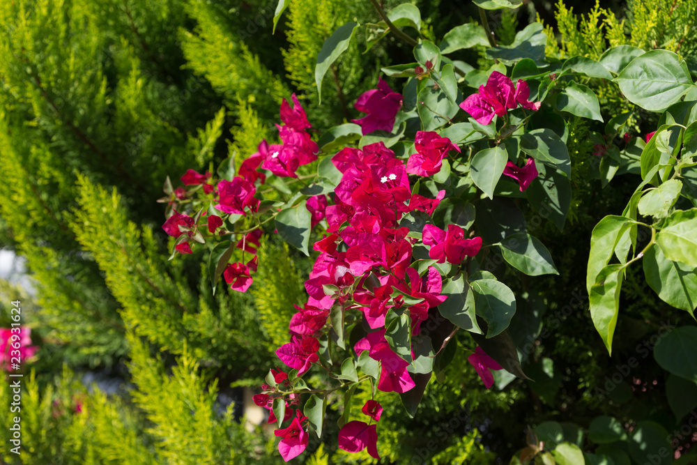 Flowering bougainvillea on green background. Wild blossom. Selective focus