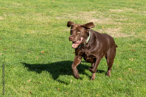 labrador running and jumping on the lawn