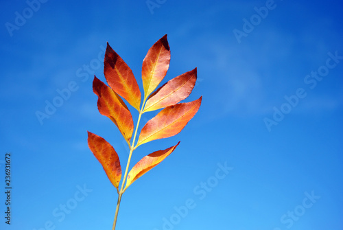 Fraxinus (European ash) yellow leaf on bright blue sky background