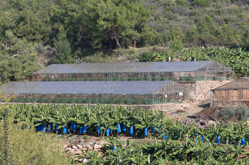 Banana plantations in the suburbs of Alanya photo