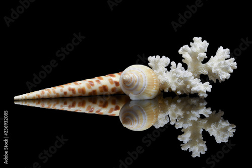 Still life of two sea shells and ocean white coral with reflection in the glass on a black background