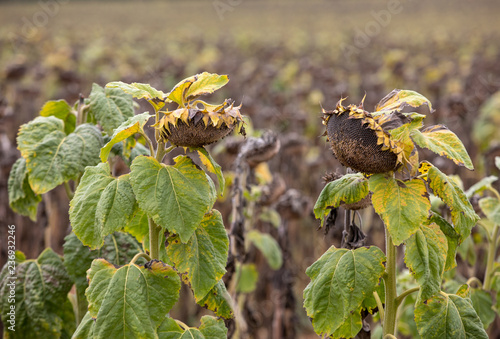 Fototapeta Naklejka Na Ścianę i Meble -  Field of drying sunflowers in Aquitaine. France