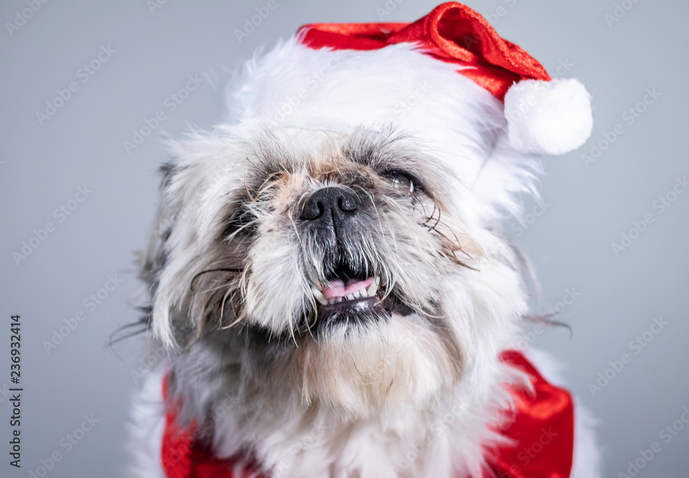 Funny animal portrait - Ugly but charming puppy poses as santa claus in  christmas card photo shoot Stock Photo | Adobe Stock