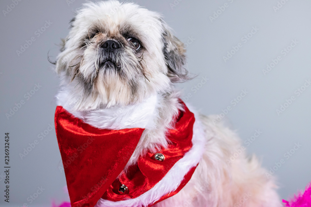 Funny ugly looking dog poses proudly with his head held high as his