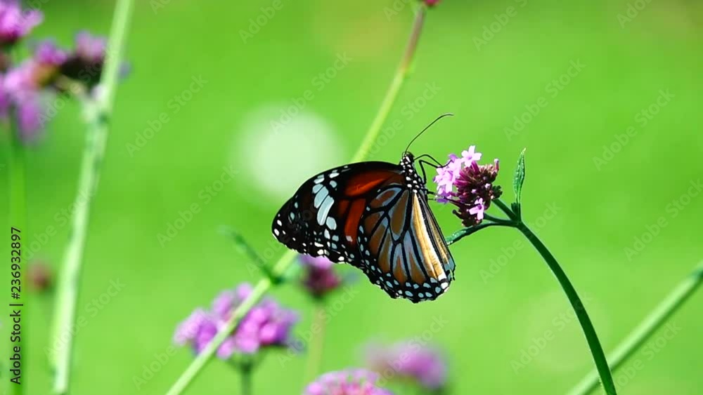 HD 1080p super slow Thai butterfly in pasture flowers Insect outdoor nature HD 1080p super slow Thai butterfly in pasture flowers Insect outdoor nature