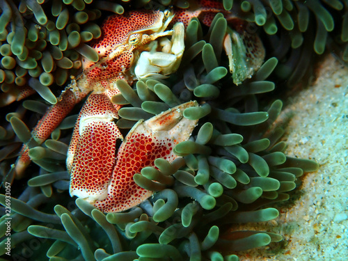 The beauty of underwater in Sabah, Borneo