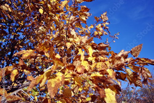 Apple tree with bright yellow leaves on sunny blue sky background