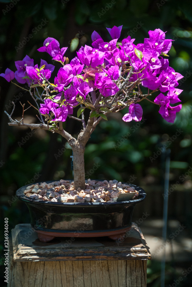 Bougainvillea bonsai tree Stock Photo | Adobe Stock