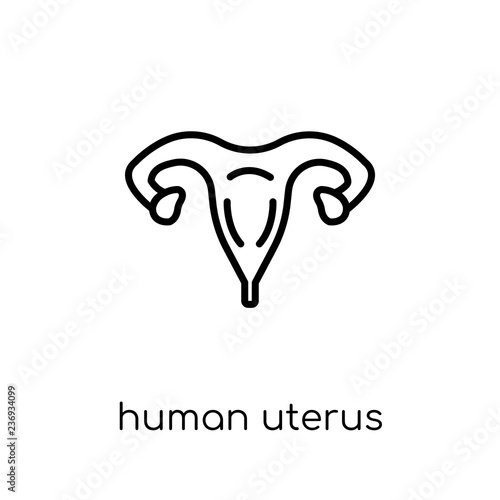 Human Uterus icon. Trendy modern flat linear vector Human Uterus icon on white background from thin line Human Body Parts collection