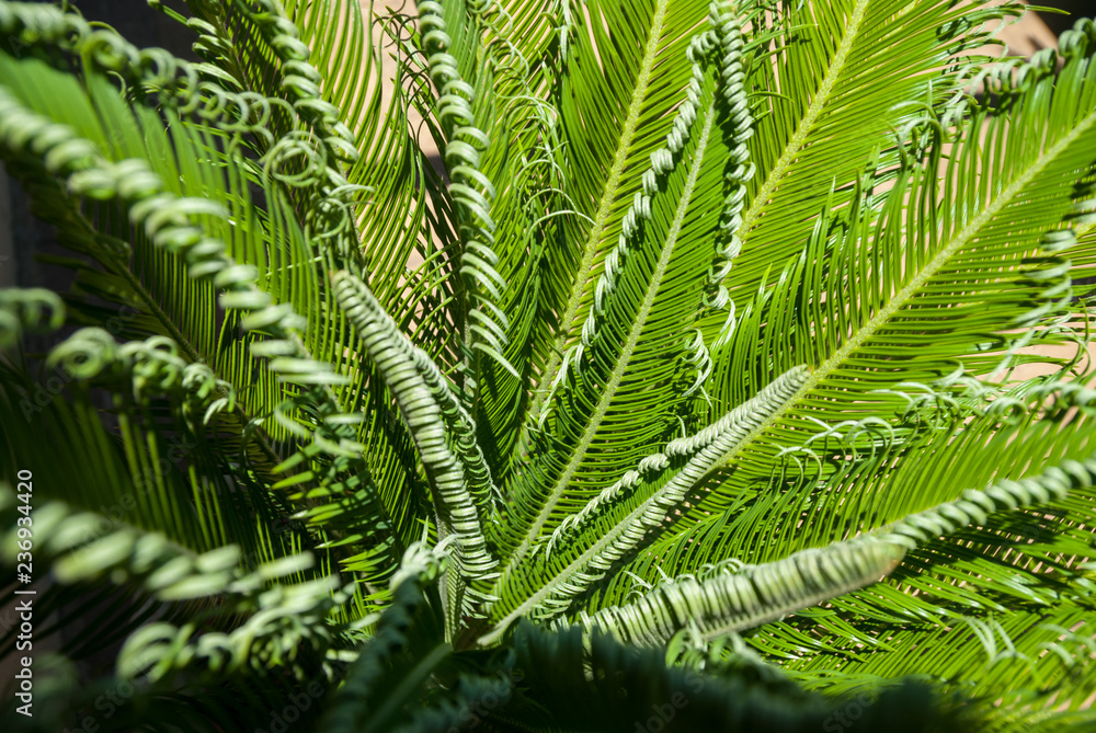 cycad plant in midday sun cycad plant in midday sun