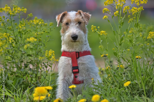 White with red airedale terrier