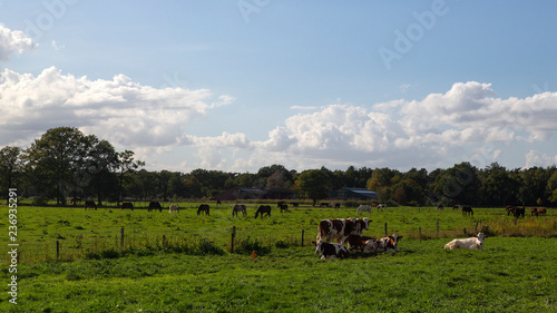 Cows in typical rural landscape of Dutch province North Brabant