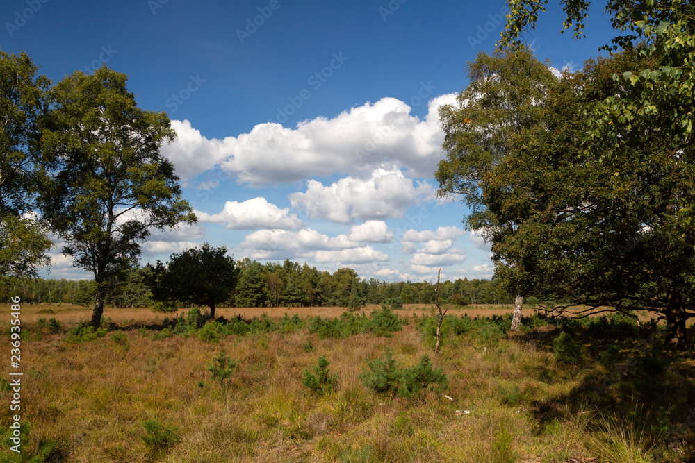 Silverbirches (Betula pendula) on heathland, Leende, North Brabant, Netherlands