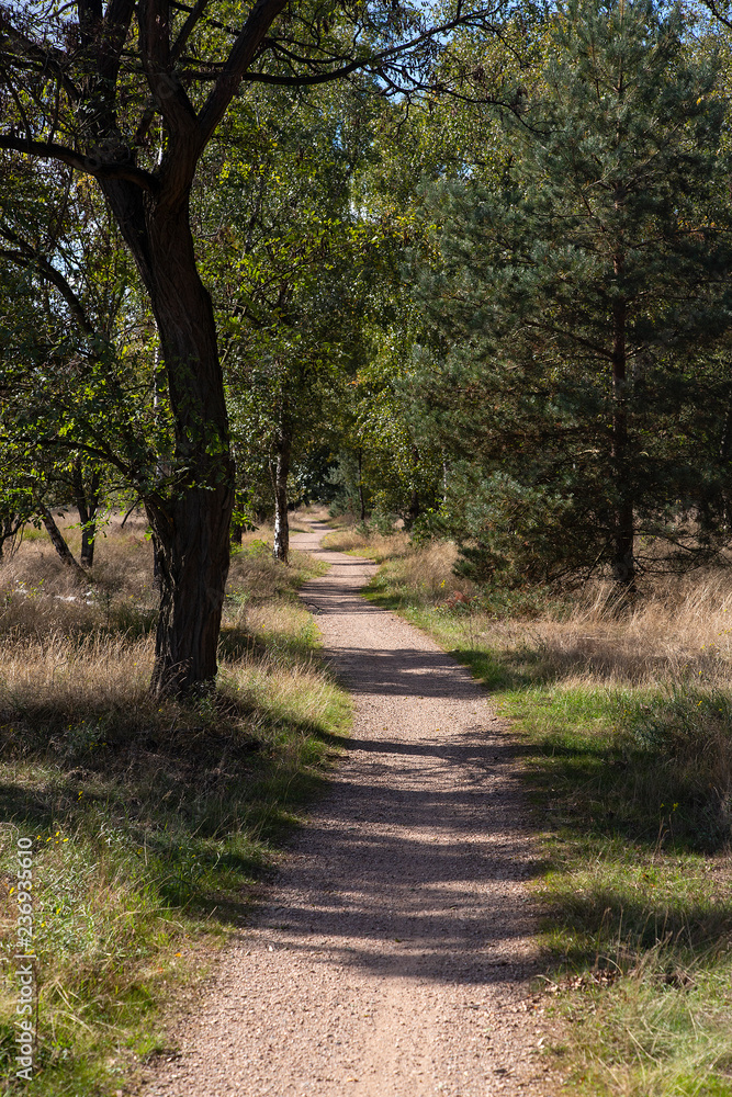 Obraz premium Path through forest, Leenderbos; North Brabant; Netherlands