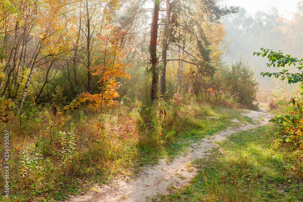 Footpath in the morning autumn forest