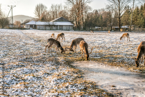 Fototapeta Naklejka Na Ścianę i Meble -  bieszczady zima 