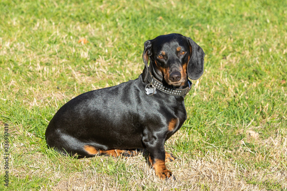black sweet dachshund sitting on the lawn