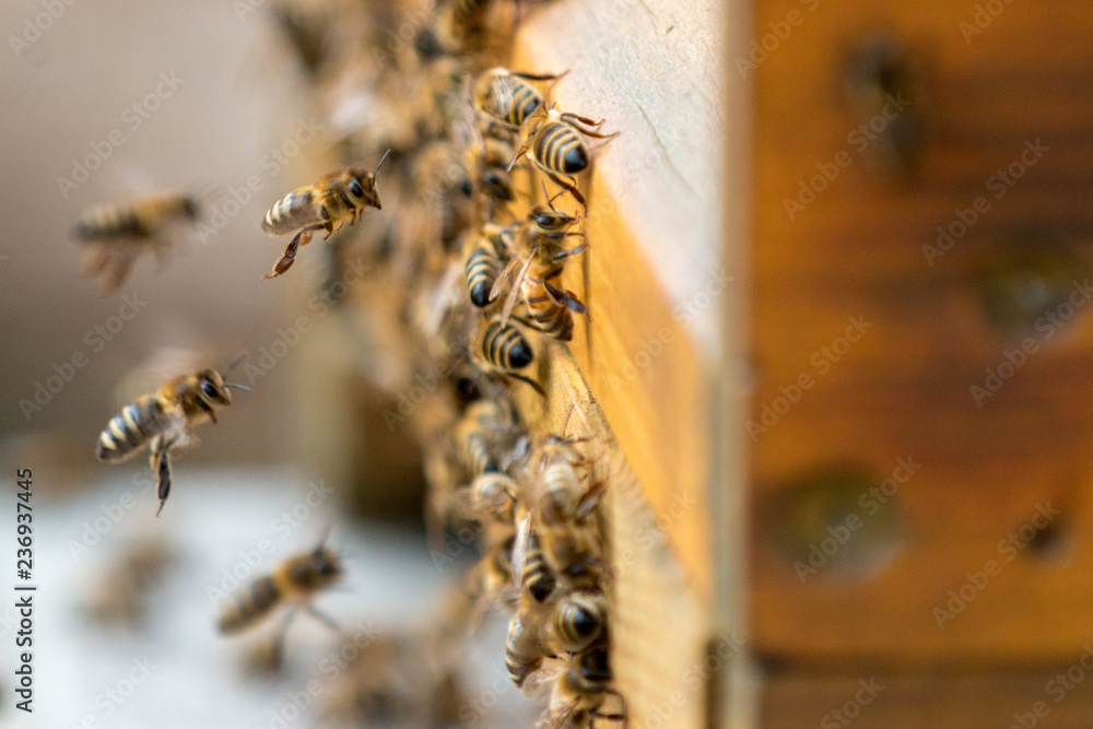Naklejka premium busy buzzzers