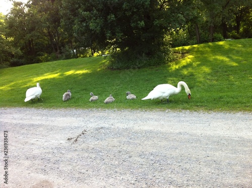 Scwanfamilie