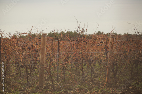 виноград растёт зимой на винограднике 