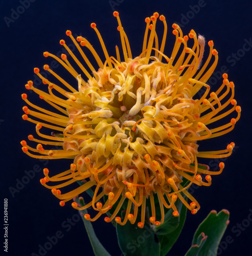 top view macro of a yellow leucospermum/pincushion protea blossom on blue background, surrealistic floral image of a single isolated bloom with detailed texture photo