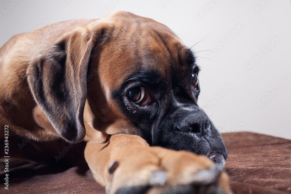 Close up on dog's head.