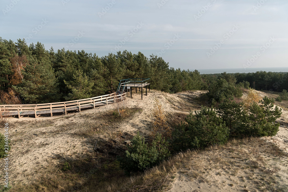 Young forest on the dunes. Observation deck on the hill. Sand. In the National Park of the Curonian Spit in Russia. Autumn, sunny. On the ground are the branches of trees from the weathered sand.