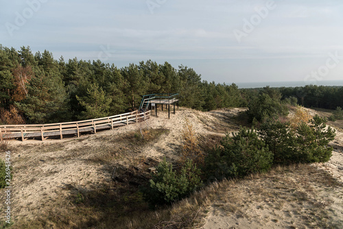 Fototapeta Naklejka Na Ścianę i Meble -  Young forest on the dunes. Observation deck on the hill. Sand. In the National Park of the Curonian Spit in Russia. Autumn, sunny. On the ground are the branches of trees from the weathered sand.