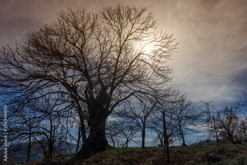 los castaños del valle del Genal en otoño los castaños del valle del Genal en otoño