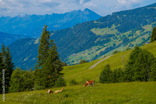Small herd of cows graze in the Alpine meadow in Switzerland