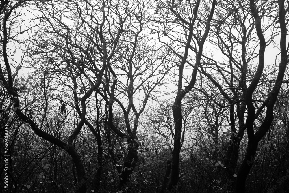 Rain forest in black and white. Forest silhouette. Rain after the rain. Rain forest in black and white. Forest silhouette. Rain after the rain.