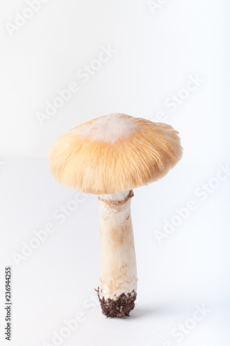 Autumn harvest of wild mushroom on the light background