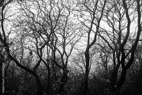 Rain forest in black and white. Forest silhouette. Rain after the rain.