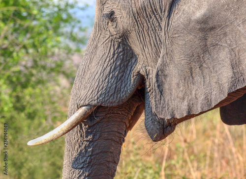 Photography close up head shot of elephant