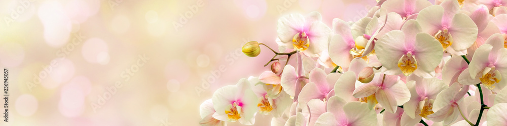 Fototapeta premium Delikatna biała orchidea