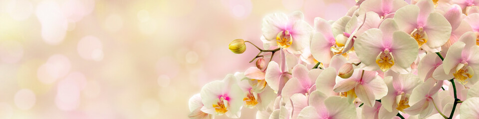 Poster Orchidee Tedere witte orchidee close-up  © savojr