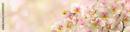 Obraz na płótnie Delicate white Orchid