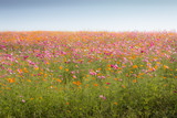 Cosmos flower field