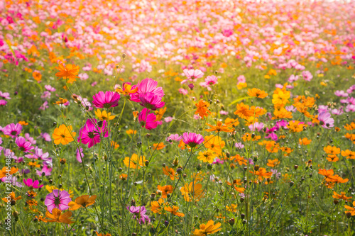 Cosmos flower field