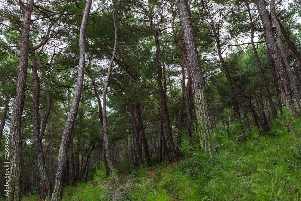 Natural Green Pine Forest Natural Green Pine Forest