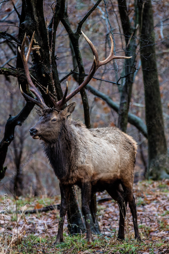 Bull Elk – Photographed in Elk State Park, Elk County, Benezette, Pennsylvania Bull Elk – Photographed in Elk State Park, Elk County, Benezette, Pennsylvania