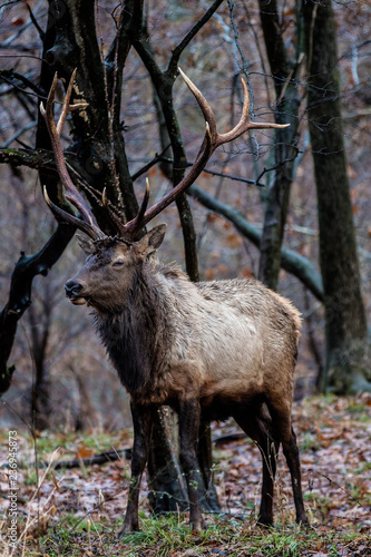 Bull Elk     Photographed in Elk State Park  Elk County  Benezette  Pennsylvania